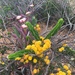 Acacia idiomorpha - Photo 由 matisafunguy 所上傳的 (c) matisafunguy，保留部份權利CC BY-NC