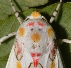 Idalus crinis