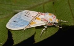 Idalus crinis