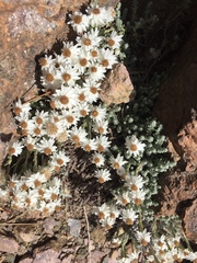 Castroviejoa frigida