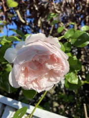 Rosa