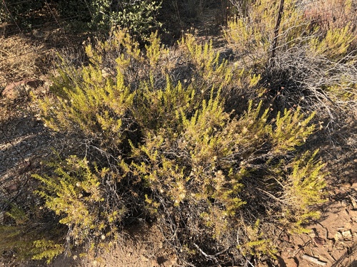 Interior Goldenbush foliage