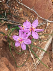Burchardia rosea