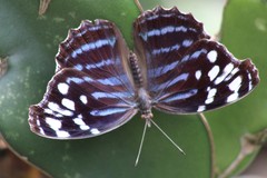 Myscelia ethusa chiapensis