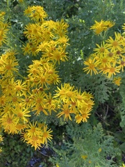 Jacobaea vulgaris