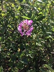 Chamaenerion angustifolium