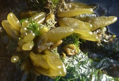 Adenocystis utricularis