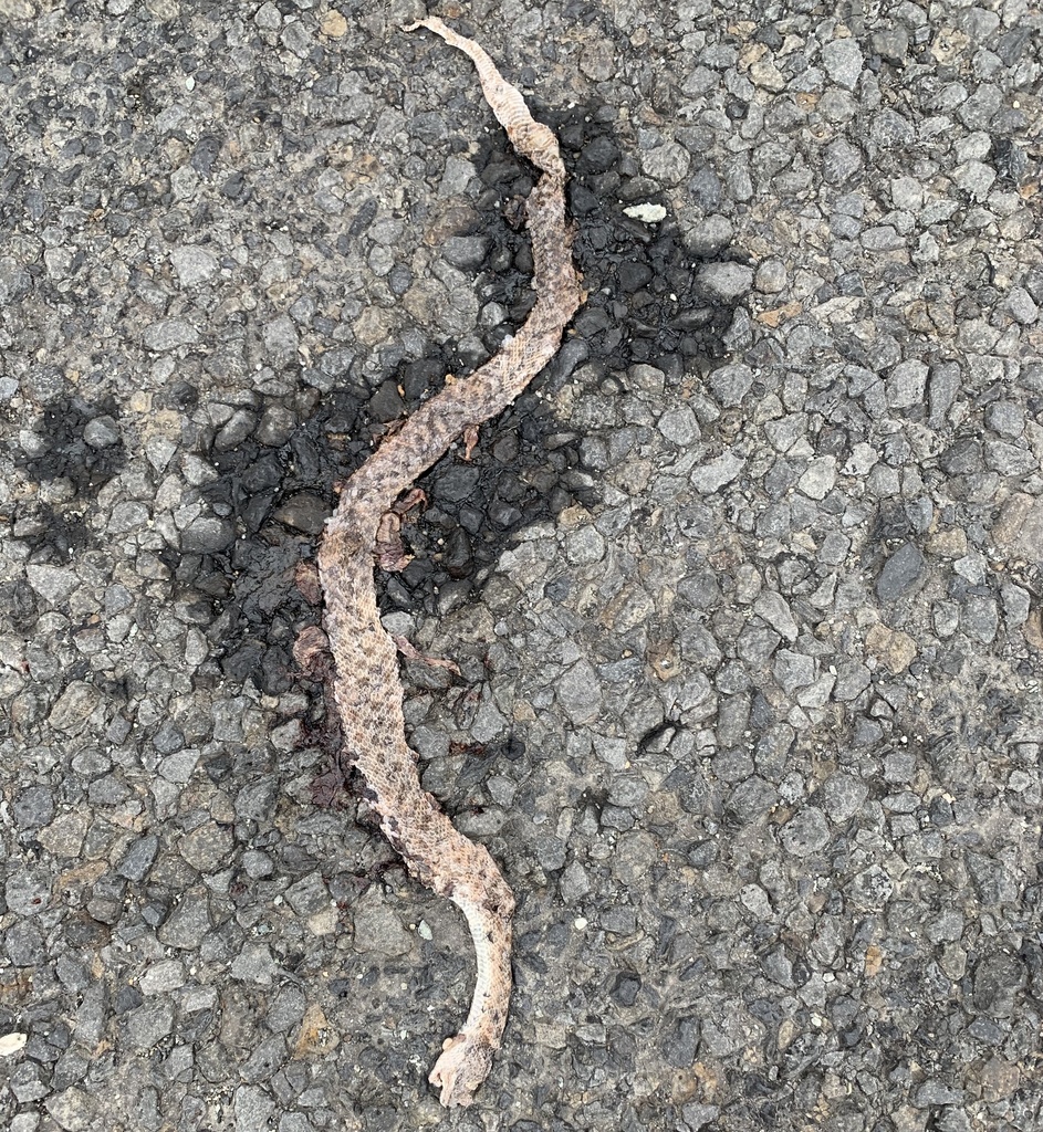 Northern Desert Nightsnake in August 2020 by John G. Phillips · iNaturalist