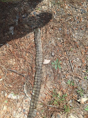 Tiger Snake sighting