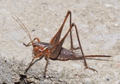 Antaxius spinibrachius