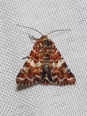 Anarta myrtilli