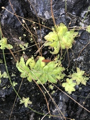 Pinguicula