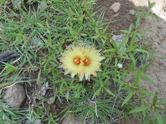 Coryphantha retusa