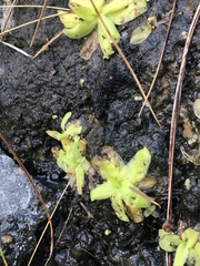 Pinguicula