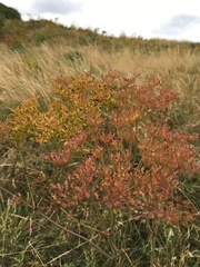 Peucedanum officinale