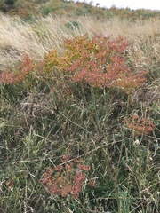 Peucedanum officinale