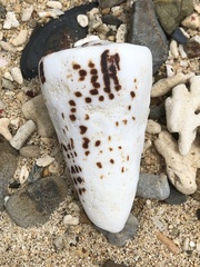 Conus litteratus