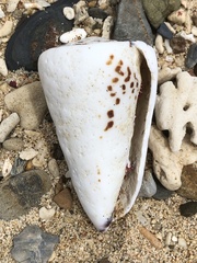 Conus litteratus