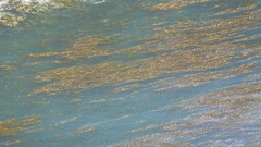 Macrocystis pyrifera