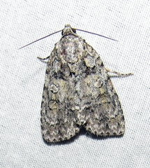 Acronicta modica