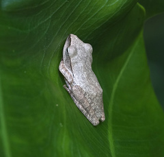 Polypedates megacephalus