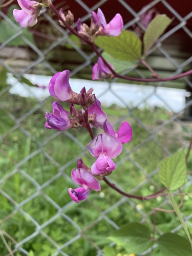 Lablab purpureus