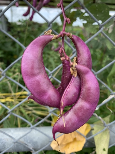 Lablab purpureus