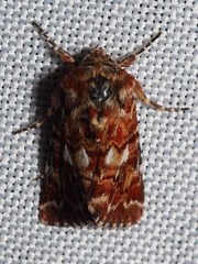 Anarta myrtilli