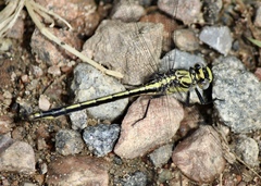 Arigomphus cornutus