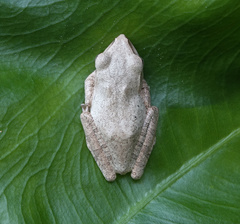 Polypedates megacephalus