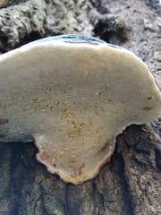 Phellinus populicola