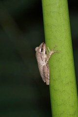 Polypedates megacephalus