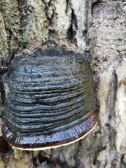 Phellinus populicola