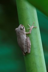 Polypedates megacephalus