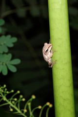 Polypedates megacephalus