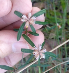 Pultenaea retusa
