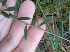 Pultenaea retusa