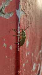 Celosterna scabrator