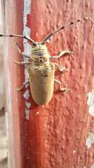 Celosterna scabrator