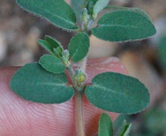 Euphorbia prostrata