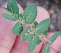 Euphorbia prostrata