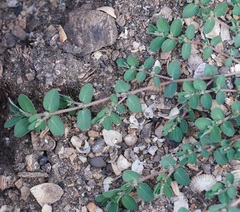 Euphorbia prostrata