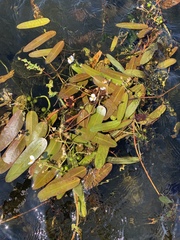 Sagittaria natans
