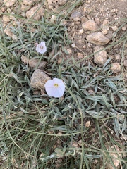 Convolvulus ammannii