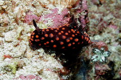 Nembrotha yonowae