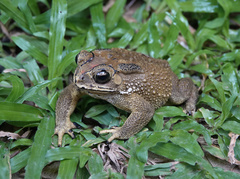 Duttaphrynus melanostictus