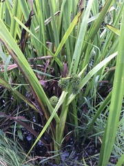 Sparganium erectum