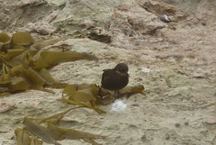 Cinclodes antarcticus