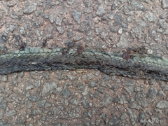 Dendrelaphis