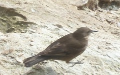 Cinclodes antarcticus